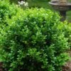 Little Missy Dwarf Boxwood - 6 Pack Of 1 Gallon Pots -Plant Sale Shop buxus microphylla little missy dwarf boxwood 1 1
