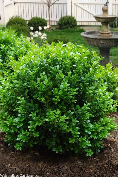 Little Missy Dwarf Boxwood - 5 Pack Of Quart Pots 3 Little Missy Dwarf Boxwood - 5 Pack Of Quart Pots