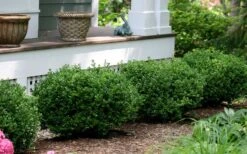 Little Missy Dwarf Boxwood - 5 Pack Of Quart Pots 12 Little Missy Dwarf Boxwood - 5 Pack Of Quart Pots -Plant Sale Shop buxus microphylla little missy dwarf boxwood 5