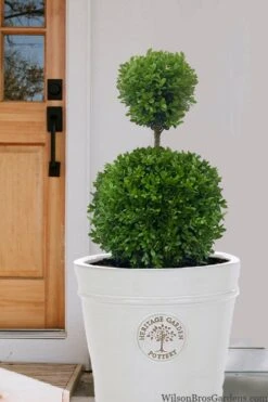 Dwarf English Boxwood Two-Ball Poodle Tier Topiary - 3 Gallon Pot -Plant Sale Shop buxus sempervirens suffriticosa standard two ball topiary boxwood 5