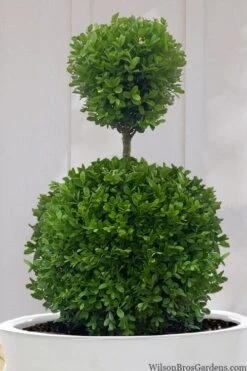 Dwarf English Boxwood Two-Ball Poodle Tier Topiary - 3 Gallon Pot -Plant Sale Shop buxus sempervirens suffruticosa standard two ball topiary boxwood 10