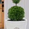 Dwarf English Boxwood Two-Ball Poodle Tier Topiary - 3 Gallon Pot 2 Dwarf English Boxwood Two-Ball Poodle Tier Topiary - 3 Gallon Pot -Plant Sale Shop buxus sempervirens suffruticosa standard two ball topiary boxwood 4