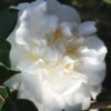 Cream Puff Fragrant Camellia - 3 Gallon Pot -Plant Sale Shop camellia cream puff 4