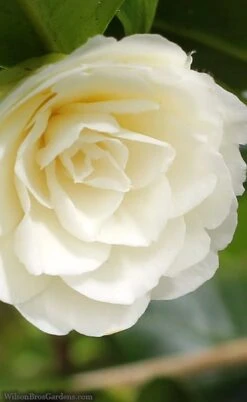 Dahlonega Camellia Japonica - 3 Gallon Pot 9 Dahlonega Camellia Japonica - 3 Gallon Pot -Plant Sale Shop camellia dahlonega 3