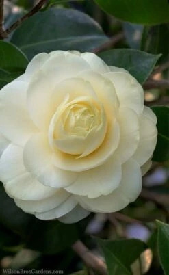 Plant Sale Shop 25 Dahlonega Camellia Japonica - 3 Gallon Pot