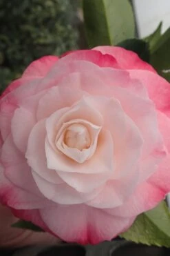 Desire Camellia Japonica - 1 Gallon Pot -Plant Sale Shop camellia desire 3