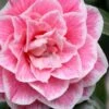 Brilliant Gem Fragrant Camellia Japonica - Herme - 3 Gallon Pot -Plant Sale Shop camellia herrmes 5