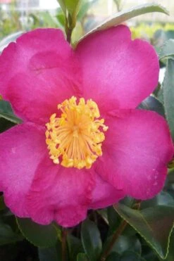 Hiryu Camellia Sasanqua - 3 Gallon Pot -Plant Sale Shop camellia hiryu 2