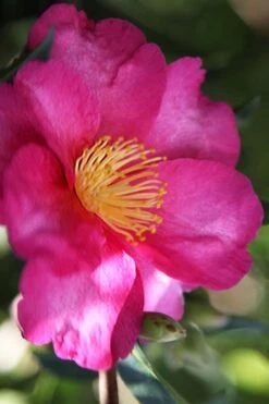 Hiryu Camellia Sasanqua - 3 Gallon Pot -Plant Sale Shop camellia hiryu 3