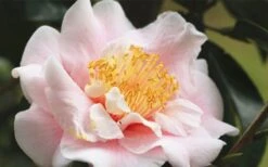 Moonlight Bay Camellia Japonica - 3 Gallon Pot 13 Moonlight Bay Camellia Japonica - 3 Gallon Pot -Plant Sale Shop camellia moonlight bay 3