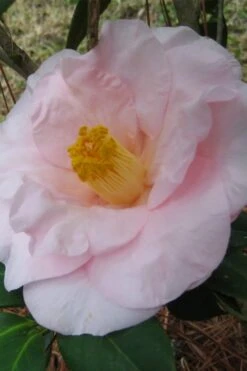 Moonlight Bay Camellia Japonica - 3 Gallon Pot 11 Moonlight Bay Camellia Japonica - 3 Gallon Pot -Plant Sale Shop camellia moonlight bay 5