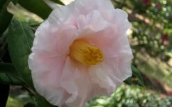 Moonlight Bay Camellia Japonica - 3 Gallon Pot 12 Moonlight Bay Camellia Japonica - 3 Gallon Pot -Plant Sale Shop camellia moonlight bay 6