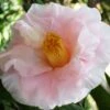 Moonlight Bay Camellia Japonica - 3 Gallon Pot -Plant Sale Shop camellia moonlight bay 8