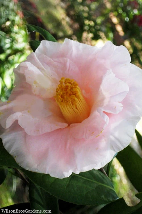 Moonlight Bay Camellia Japonica - 3 Gallon Pot 3 Moonlight Bay Camellia Japonica - 3 Gallon Pot