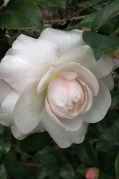 Plant Sale Shop 23 October Magic Dawn Camellia - 3 Gallon Pot