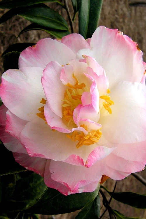 Omega Camellia Japonica - 3 Gallon Pot 3 Omega Camellia Japonica - 3 Gallon Pot