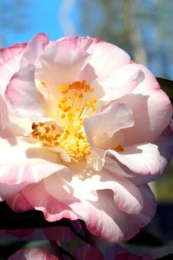 Omega Camellia Japonica - 3 Gallon Pot 10 Omega Camellia Japonica - 3 Gallon Pot -Plant Sale Shop camellia omega 2