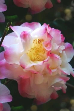 Omega Camellia Japonica - 3 Gallon Pot 11 Omega Camellia Japonica - 3 Gallon Pot -Plant Sale Shop camellia omega 3