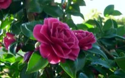 Purple Haze Camellia - 1 Gallon Pot -Plant Sale Shop camellia sasanqua purple haze 2