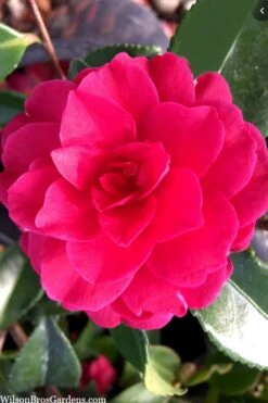 Purple Haze Camellia - 1 Gallon Pot -Plant Sale Shop camellia sasanqua purple haze 4