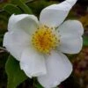 Survivor Cold Hardy White Camellia - 3 Gallon Pot -Plant Sale Shop camellia survivor 1