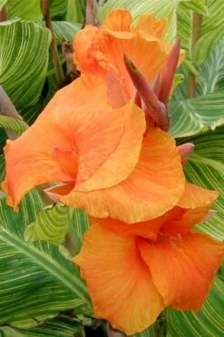 Bengal Tiger Canna Lily - 1 Gallon Pot 17 Bengal Tiger Canna Lily - 1 Gallon Pot -Plant Sale Shop canna pretoria bengal tiger 1