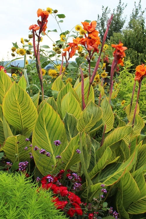 Bengal Tiger Canna Lily - 1 Gallon Pot 3 Bengal Tiger Canna Lily - 1 Gallon Pot