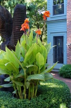 Bengal Tiger Canna Lily - 1 Gallon Pot 16 Bengal Tiger Canna Lily - 1 Gallon Pot -Plant Sale Shop canna pretoria bengal tiger 2