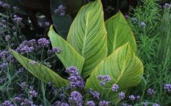 Bengal Tiger Canna Lily - 1 Gallon Pot 20 Bengal Tiger Canna Lily - 1 Gallon Pot -Plant Sale Shop canna pretoria bengal tiger 3