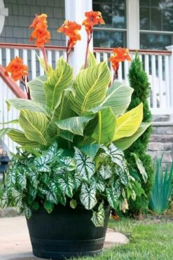 Bengal Tiger Canna Lily - 1 Gallon Pot 18 Bengal Tiger Canna Lily - 1 Gallon Pot -Plant Sale Shop canna pretoria bengal tiger 4