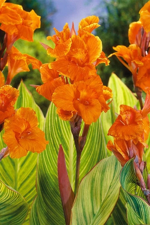 Bengal Tiger Canna Lily - 1 Gallon Pot 6 Bengal Tiger Canna Lily - 1 Gallon Pot - Image 4
