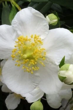 Elizabeth Bush Anemone (Carpentaria Californica) - 5 Gallon Pot 13 Elizabeth Bush Anemone (Carpentaria Californica) - 5 Gallon Pot -Plant Sale Shop carpentaria californica elizabeth bush anemone 1