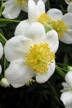 Elizabeth Bush Anemone (Carpentaria Californica) - 5 Gallon Pot 15 Elizabeth Bush Anemone (Carpentaria Californica) - 5 Gallon Pot -Plant Sale Shop carpentaria californica elizabeth bush anemone 3