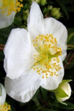 Elizabeth Bush Anemone (Carpentaria Californica) - 5 Gallon Pot 17 Elizabeth Bush Anemone (Carpentaria Californica) - 5 Gallon Pot -Plant Sale Shop carpentaria californica elizabeth bush anemone 5