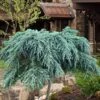 Feelin Blue Deodar Cedar (Single Trunk Tree Form) - 2 Gallon Pot -Plant Sale Shop cedrus deodar feelin blue deodar cedar tree 100