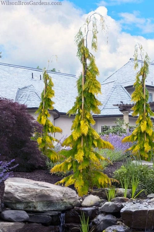 Filip's Golden Tears Lawson Cypress - 1 Gallon Pot 2 Filip's Golden Tears Lawson Cypress - 1 Gallon Pot