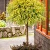 Gold Mop Threadleaf Cypress Tree (Standard Topiary) - 5 Gallon Pot -Plant Sale Shop chamaecyparis pisifera gold mop single trunk topiary tree 1
