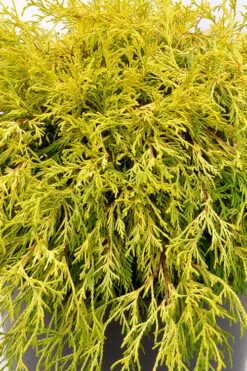 Gold Mop Threadleaf Cypress Tree (Standard Topiary) - 5 Gallon Pot -Plant Sale Shop chamaecyparis pisifera gold mop single trunk topiary tree 2