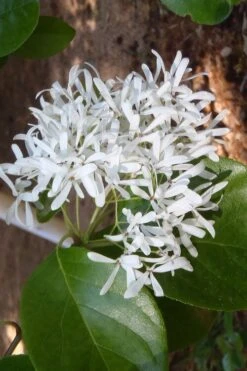 Tokyo Tower Chinese Fringe Tree (Chionanthus Retusus) - 7 Gallon Pot (4-5') -Plant Sale Shop chionanthus retusus tokyo tower chinese fringe tree 4 1