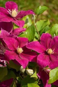 Acropolis Clematis - 1 Gallon Pot -Plant Sale Shop clematis acropolis 5