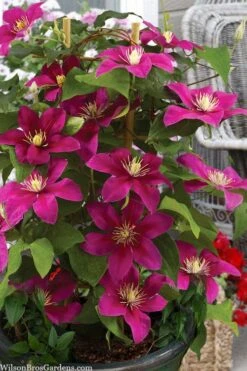 Acropolis Clematis - 1 Gallon Pot -Plant Sale Shop clematis acropolis 7
