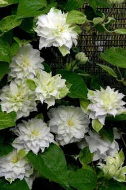 Arctic Queen Clematis - 1 Gallon Pot -Plant Sale Shop clematis arctic queen 12