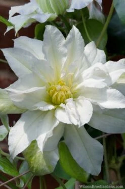 Arctic Queen Clematis - 1 Gallon Pot -Plant Sale Shop clematis arctic queen 8