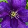 Duchess Of Cornwall Clematis- 1 Gallon Pot -Plant Sale Shop clematis duchess of cornwall 3
