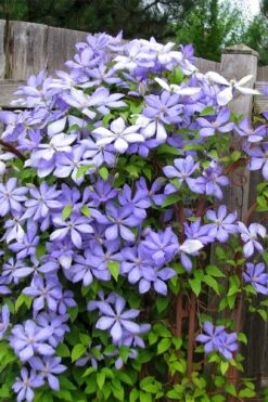 Mrs. Cholmondeley Clematis - 1 Gallon Pot -Plant Sale Shop clematis mrs cholmondeley 2