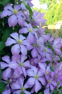 Mrs. Cholmondeley Clematis - 1 Gallon Pot -Plant Sale Shop clematis mrs cholmondeley 8