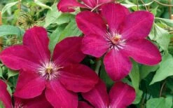 Rouge Cardinal Clematis - 1 Gallon Pot -Plant Sale Shop clematis rouge cardinal 2