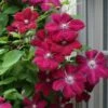 Rouge Cardinal Clematis - 1 Gallon Pot -Plant Sale Shop clematis rouge cardinal 7