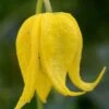 Tangutica Yellow Clematis - 1 Gallon Pot -Plant Sale Shop clematis tanguitica 6