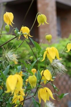 Tangutica Yellow Clematis - 1 Gallon Pot -Plant Sale Shop clematis tangutica 1